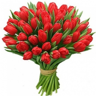 тюльпаны красного цвета 51 шт.