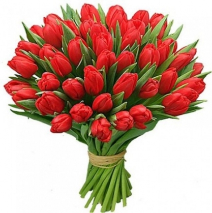 тюльпаны красного цвета 51 шт.