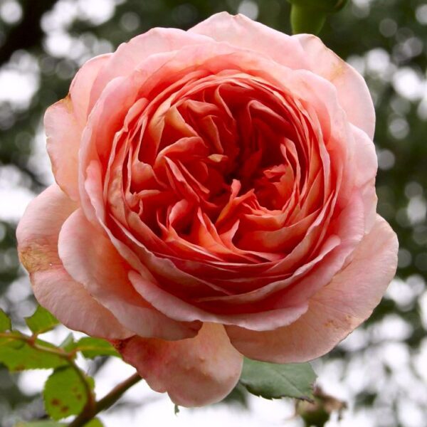 Abraham Darby роза