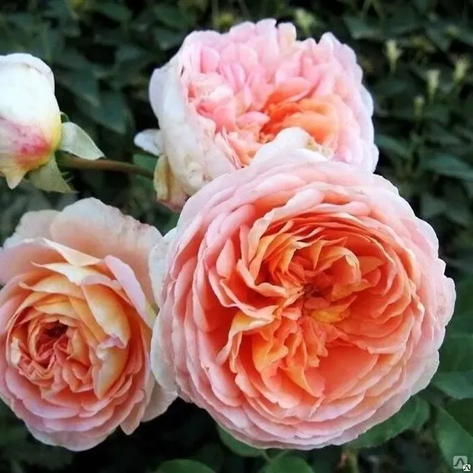 Abraham Darby цветок