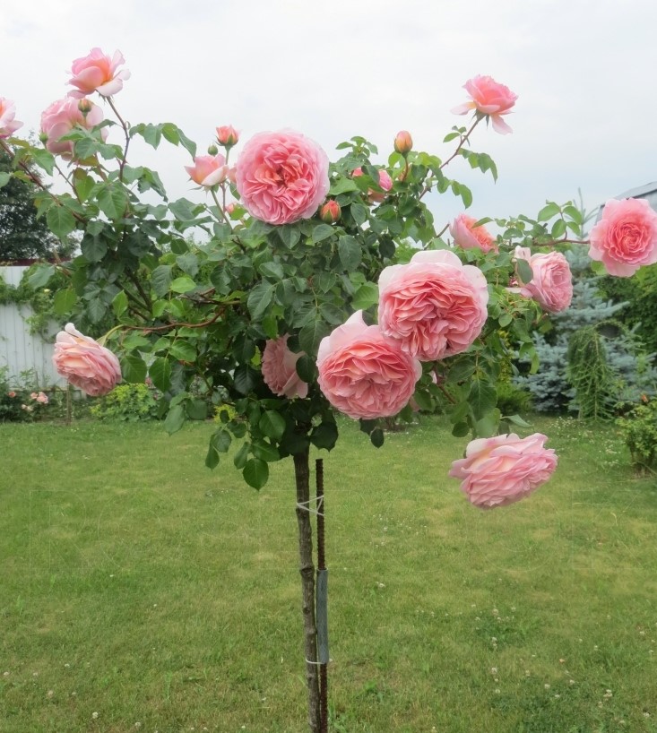 Abraham Darby на ветке